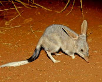 Picture of a bilby crouching on red dirt